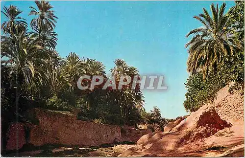 Cartes postales moderne Bou Saada l'Oued