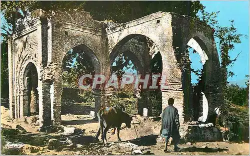 Cartes postales moderne Tlemcen en Flanant dans les Vieilles Ruines