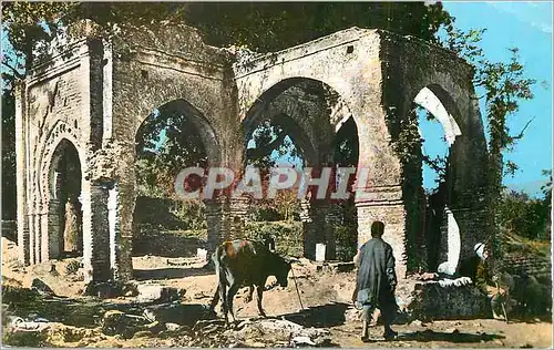 Cartes postales moderne Tlemcen en Flanant dans les Vieilles Ruines