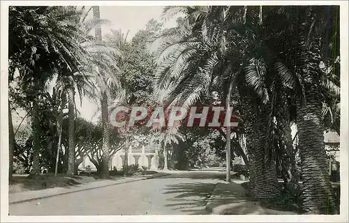 Cartes postales moderne Alger Jardin d'Essai Chemin de Ceinture