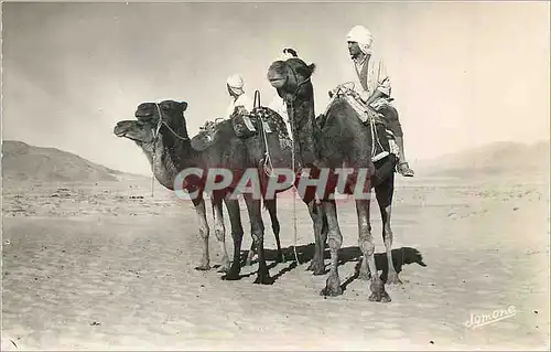 Cartes postales moderne Bou Saada Cite du Bonheur Chameliers dans le Desert