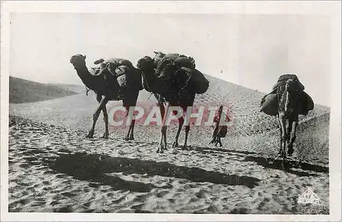 Cartes postales moderne Scenes et Types dans les Dunes