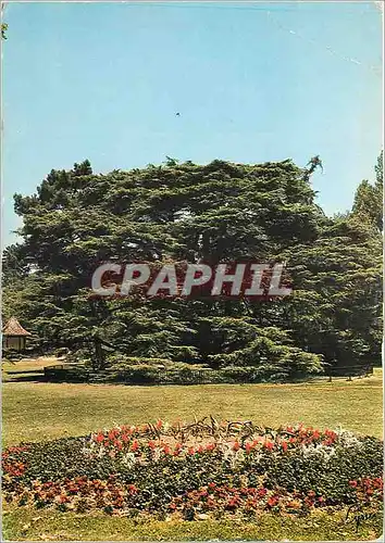 Cartes postales moderne Montmorency Le Cedre du Liban