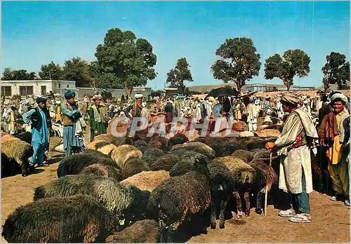 Cartes postales moderne Stockyard Kaboul Bergers Moutons