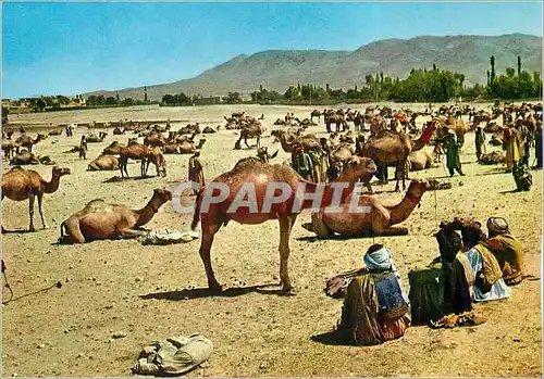 Cartes postales moderne Kaboul Stockyard Ghaznee Chameaux