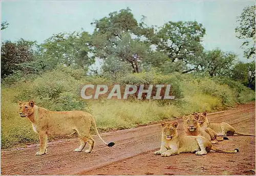 Moderne Karte Kruger National Park Lion