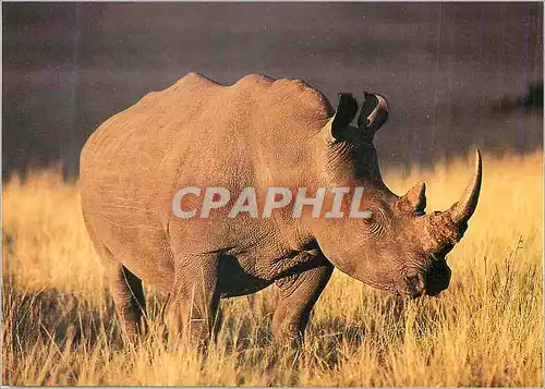 Cartes postales moderne White Rhinoceros South Africa