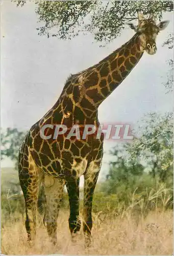 Cartes postales moderne Giraffe Kruger National Park