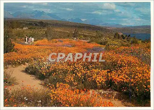 Cartes postales moderne Mild Flowers Veldblomme