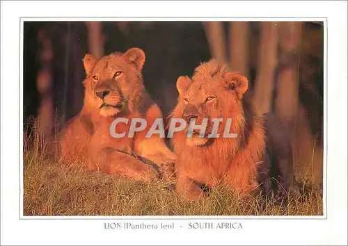Moderne Karte South Africa Lion (Panthera Leo)