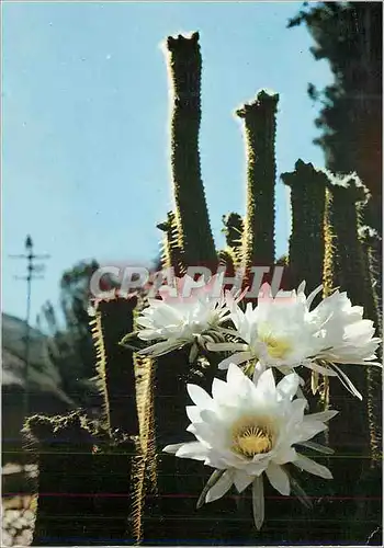 Cartes postales moderne Basutoland (Sud Afrique) (South Africa) Cactus Cierges