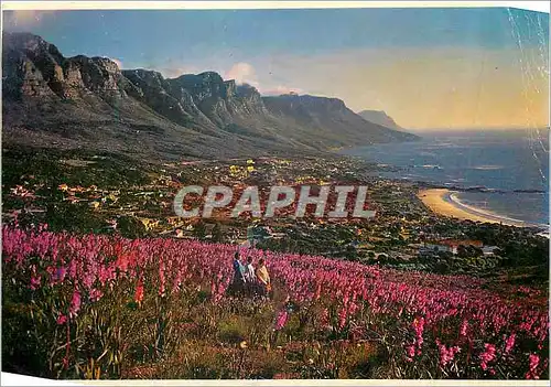 Cartes postales moderne Among the Watsonias Growing wild on the Stopes of Lions Head with the Beach and Houses of Camps