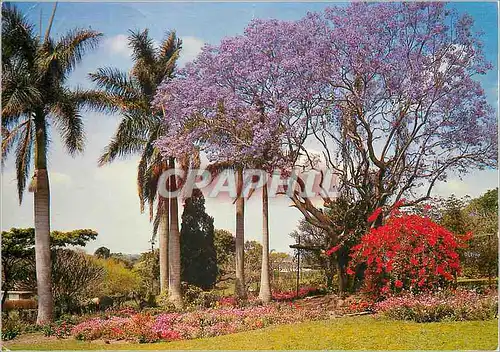 Moderne Karte Southern Africa Colourful Garden Setting of Stately Palms Bright flowers