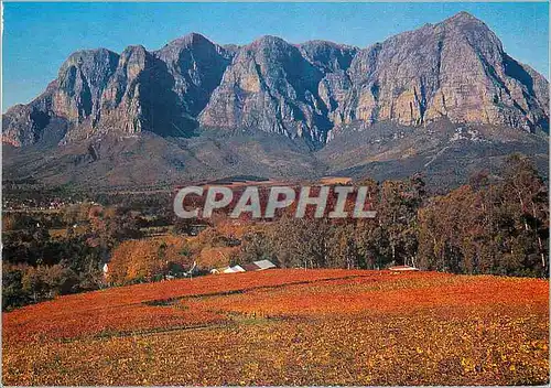 Cartes postales moderne Bonhoek Cape South Africa Rich autumn vineyard Scene