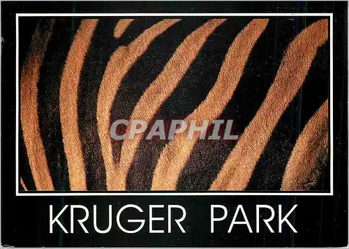 Moderne Karte Kruger Park Zebre