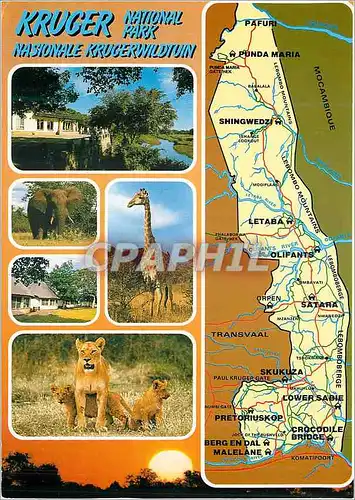Cartes postales moderne Kruger National Park South Africa Lion Giraffe Elephant
