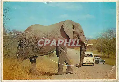 Cartes postales moderne South Africa Where Mass meets Motor Elephant