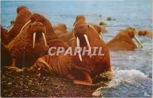 Cartes postales moderne Walrus in Alaska An adult measures 10 to 12 feetand weighs more than a ton