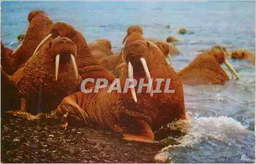 Moderne Karte Walrus in Alaska An adult measures 10 to 12 feetand weighs more than a ton