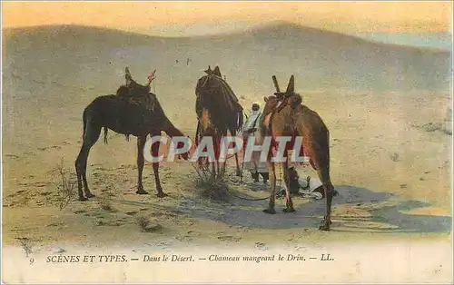 Cartes postales Scenes et Types Dans le Desert Chameau Mangeant le Drin