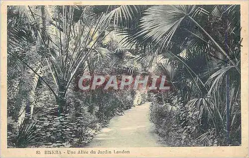 Ansichtskarte AK Biskra Une Allee du Jardin Landon