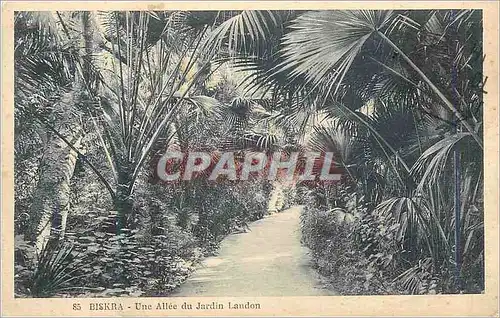 Cartes postales Biskra Une Allee du Jardin Landon