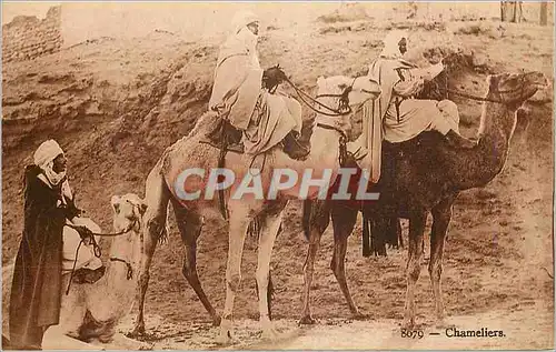Cartes postales Chameliers Chameaux