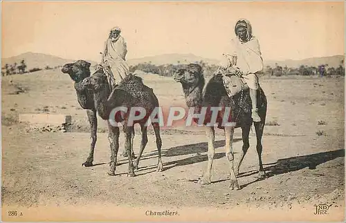 Cartes postales Chameliers Chameaux