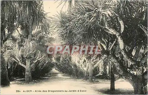 Cartes postales Alger Allee des Dragonniers au Jardin d'Essai