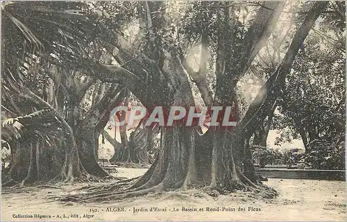 Cartes postales Alger Jardin d'Essai Le Bassin et Rond Point des Ficus