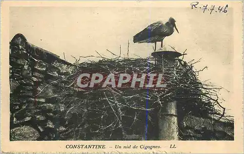 Cartes postales Constantine Un nid de Cigognes