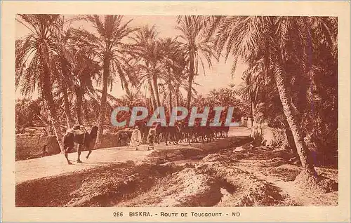 Cartes postales Biskra Route de Touggourt Chameaux