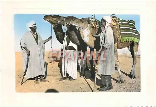 Cartes postales moderne Dou Saada Cite du Bonheur Chameliers Chameaux