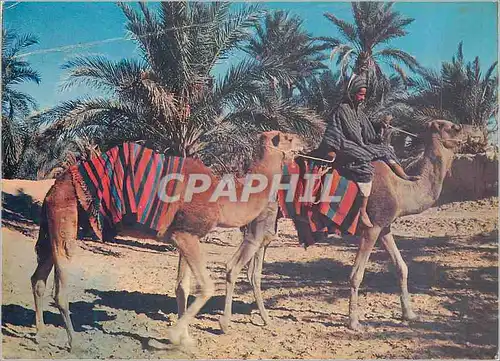 Moderne Karte Sahara Couleurs et Lumieres d'Algerie Marche dans l'Oasis Chameaux