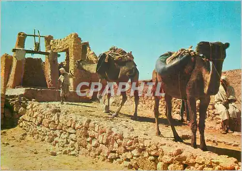 Cartes postales moderne Sahara Halte au Puits Chameaux