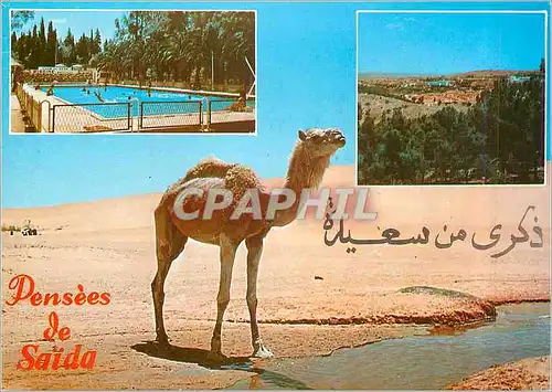 Cartes postales moderne Pensees de Saida Chameau