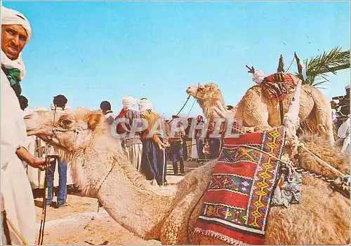 Moderne Karte Sud Algerien Metlili du Mehari Mars 1983 Chameaux