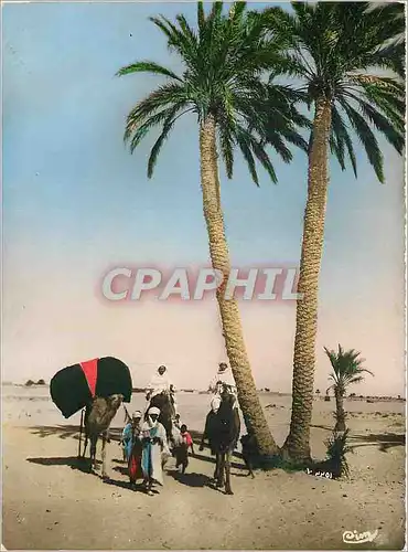 Cartes postales moderne La Halte Algerie Collection Artistique L'Afrique Chameaux