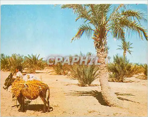 Moderne Karte Sahara Paysage Pittoresque Ane Donkey