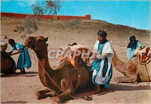 Cartes postales moderne Halte au desert Chameaux