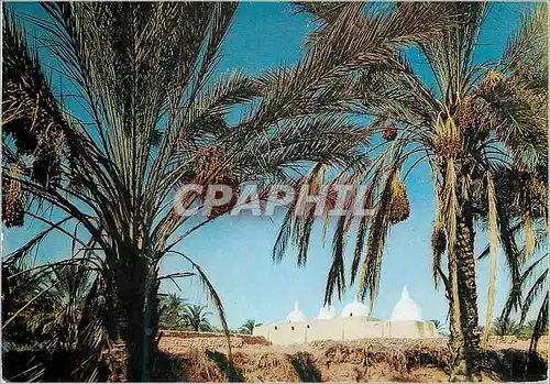 Cartes postales moderne Touggourt Tombeux des Rois