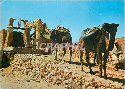 Moderne Karte Sahara Lumiere et Beaute de l'Algerie Halte au Puits Chameaux