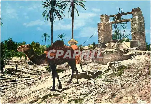 Moderne Karte Collection Artistique L'Afrique Arrosage d'une Palmeraie Chameau
