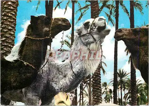 Cartes postales moderne Chameaux du Desert  Algerie pour Barcelona