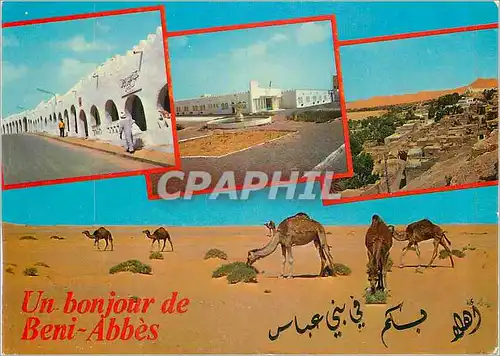 Cartes postales moderne Un Bonjour de Beni Abbes Chameaux