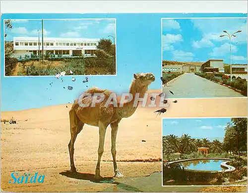 Cartes postales moderne Saida Place Emir Abdelkader Chameau