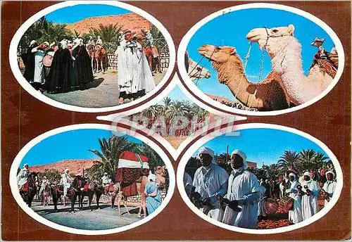 Cartes postales moderne Algerie Mettili Fete du Mehari Mars 1983 Chameaux