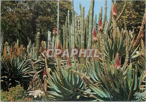 Cartes postales moderne Lloret de Mar Blanes Sta Cristina Girona Costa Brava Jardin Botanico Tropical Pinya de Rosa