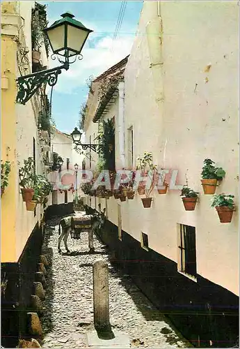 Cartes postales moderne Malaga Costa Del Sol Rue Typique