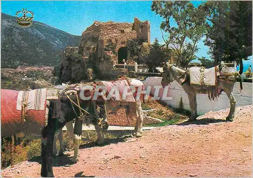 Cartes postales moderne Mijas Cote du Soleil Ane Donkey